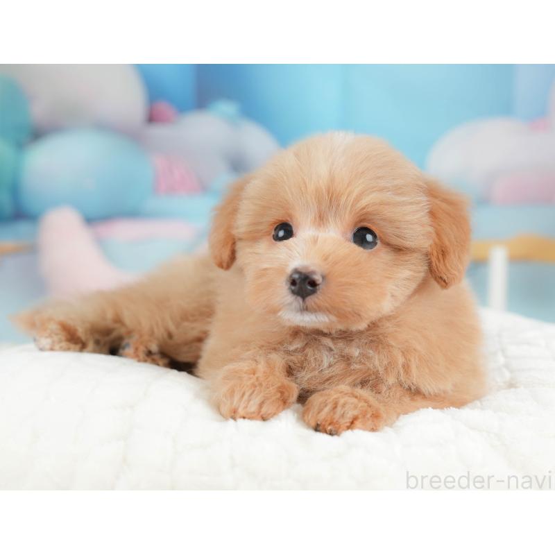 販売中の栃木県のポメプー:ポメラニアン×トイプードル-451270の8枚目