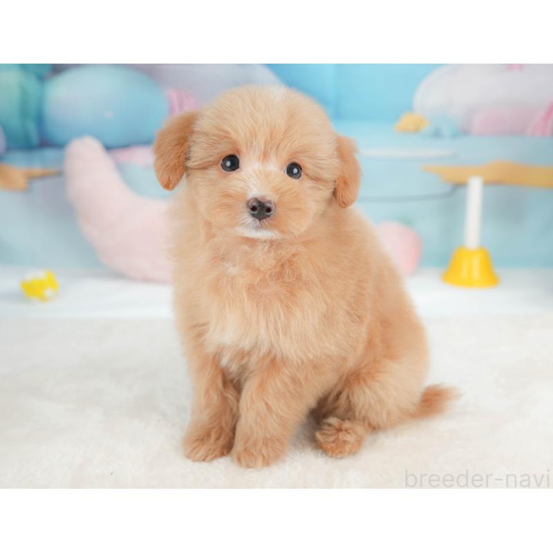 販売中の栃木県のポメプー:ポメラニアン×トイプードル-451270の7枚目