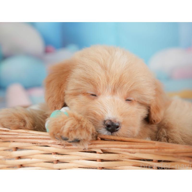 販売中の栃木県のポメプー:ポメラニアン×トイプードル-451270の6枚目