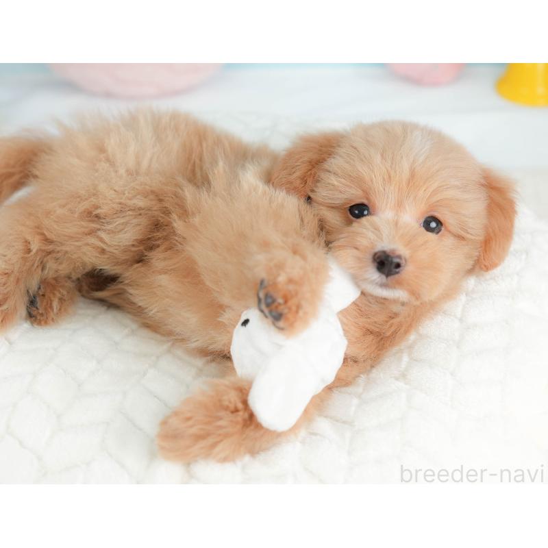 販売中の栃木県のポメプー:ポメラニアン×トイプードル-451270の5枚目