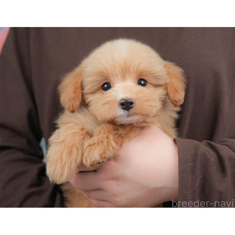 販売中の栃木県のポメプー:ポメラニアン×トイプードル-451270の3枚目