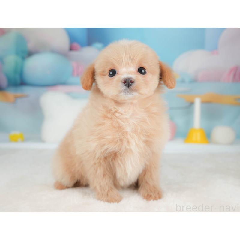 販売中の栃木県のポメプー:ポメラニアン×トイプードル-451269の11枚目