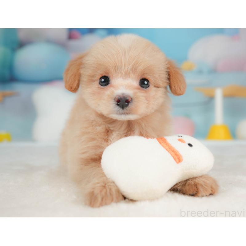 販売中の栃木県のポメプー:ポメラニアン×トイプードル-451269の10枚目