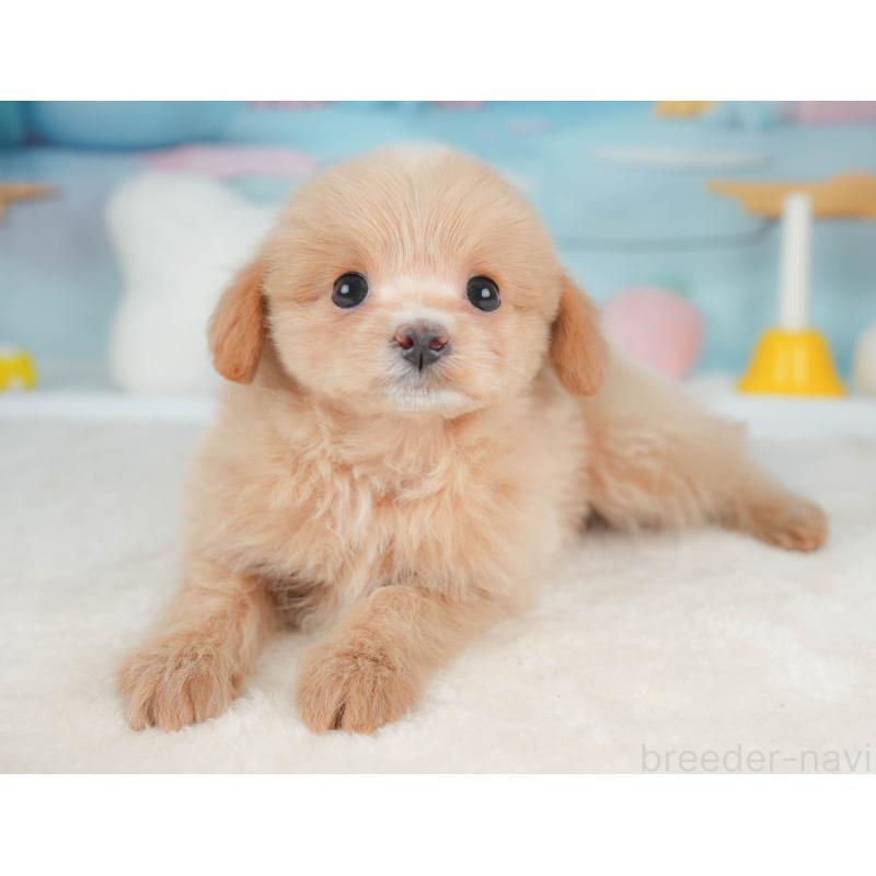 販売中の栃木県のポメプー:ポメラニアン×トイプードル-451269の9枚目