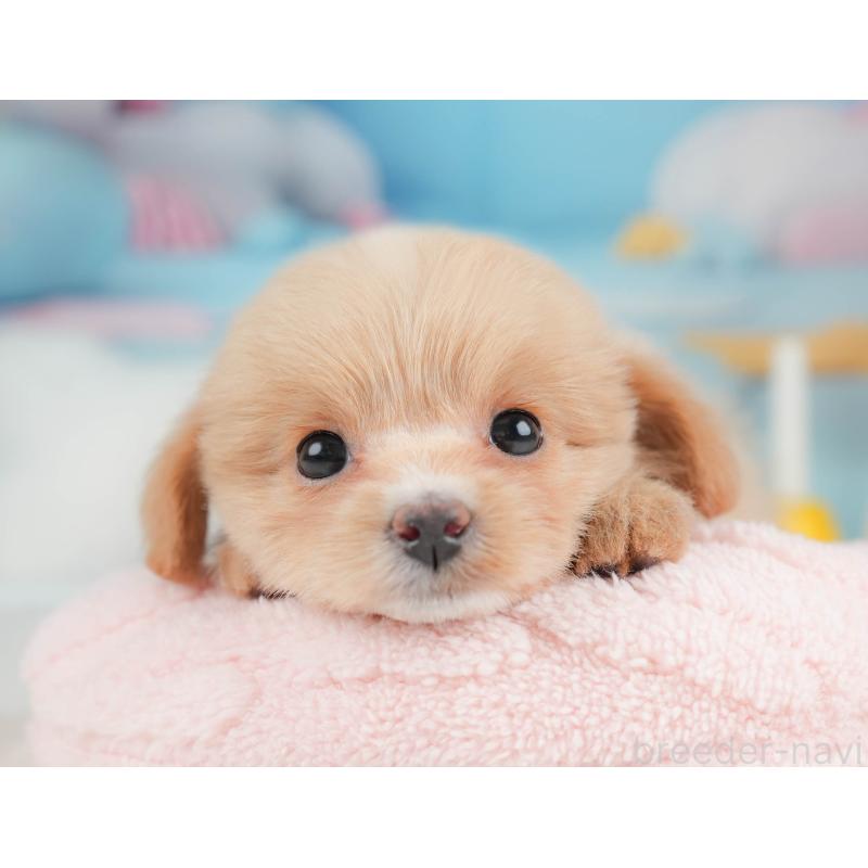 販売中の栃木県のポメプー:ポメラニアン×トイプードル-451269の8枚目