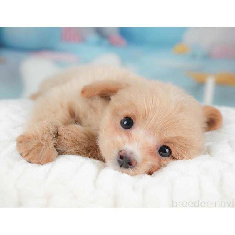 販売中の栃木県のポメプー:ポメラニアン×トイプードル-451269の7枚目