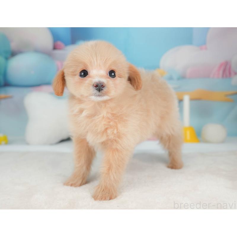 販売中の栃木県のポメプー:ポメラニアン×トイプードル-451269の6枚目