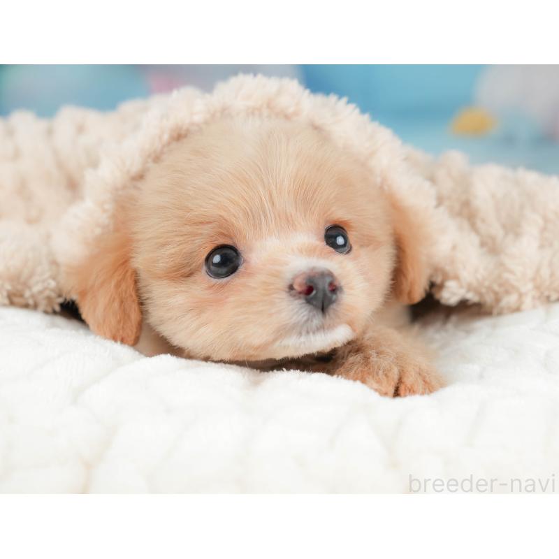 販売中の栃木県のポメプー:ポメラニアン×トイプードル-451269の5枚目