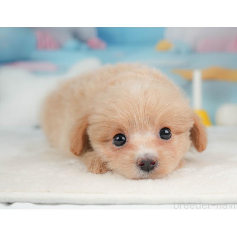 販売中の栃木県のポメプー:ポメラニアン×トイプードル-451269の4枚目