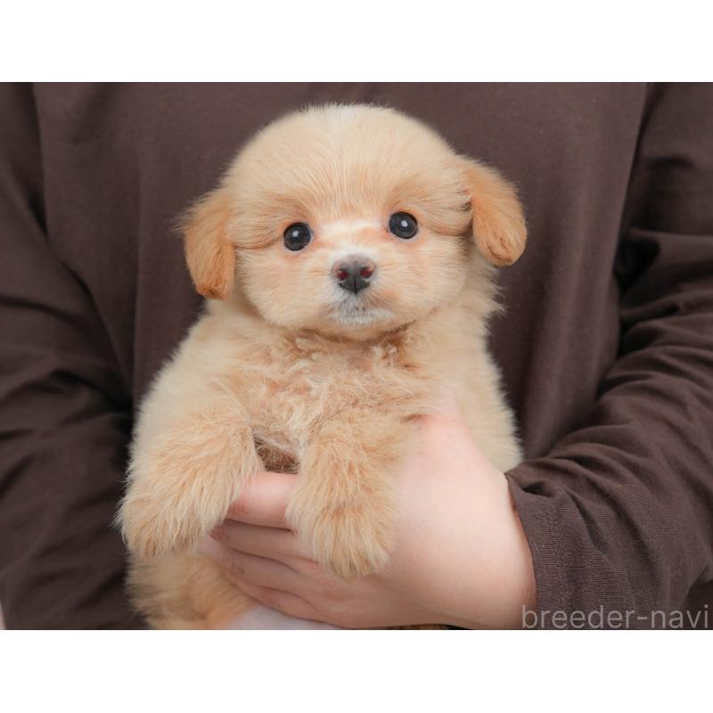 販売中の栃木県のポメプー:ポメラニアン×トイプードル-451269の3枚目