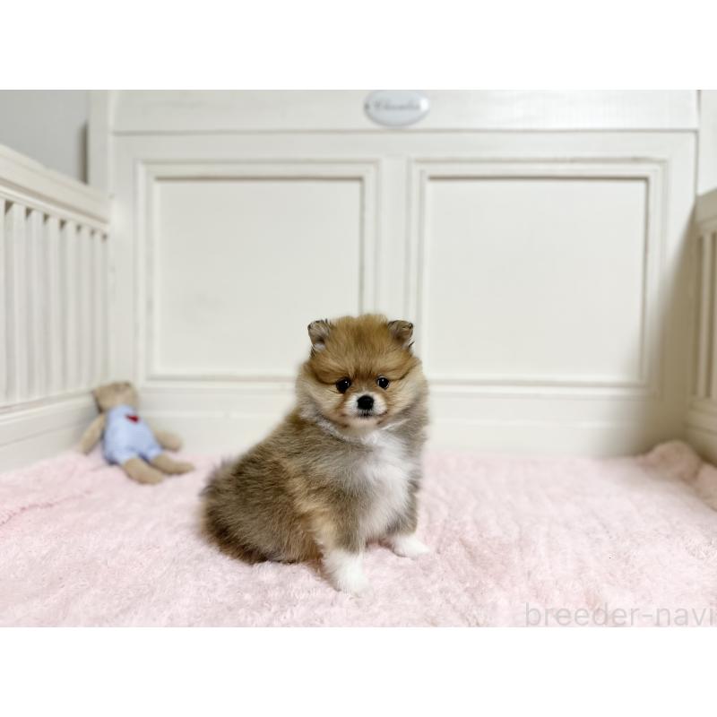 販売中の京都府のポメラニアン-451047の5枚目