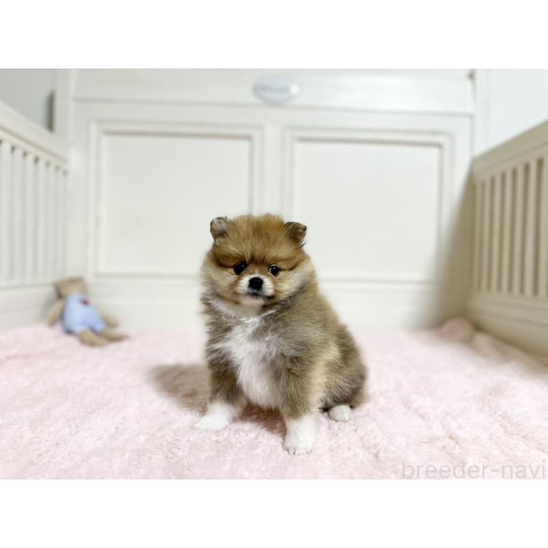販売中の京都府のポメラニアン-451047の4枚目