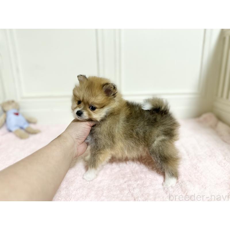 販売中の京都府のポメラニアン-451047の2枚目