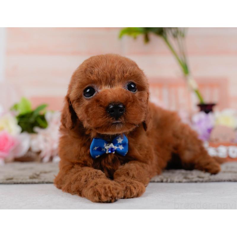 販売中の神奈川県のタイニープードル-451246の14枚目