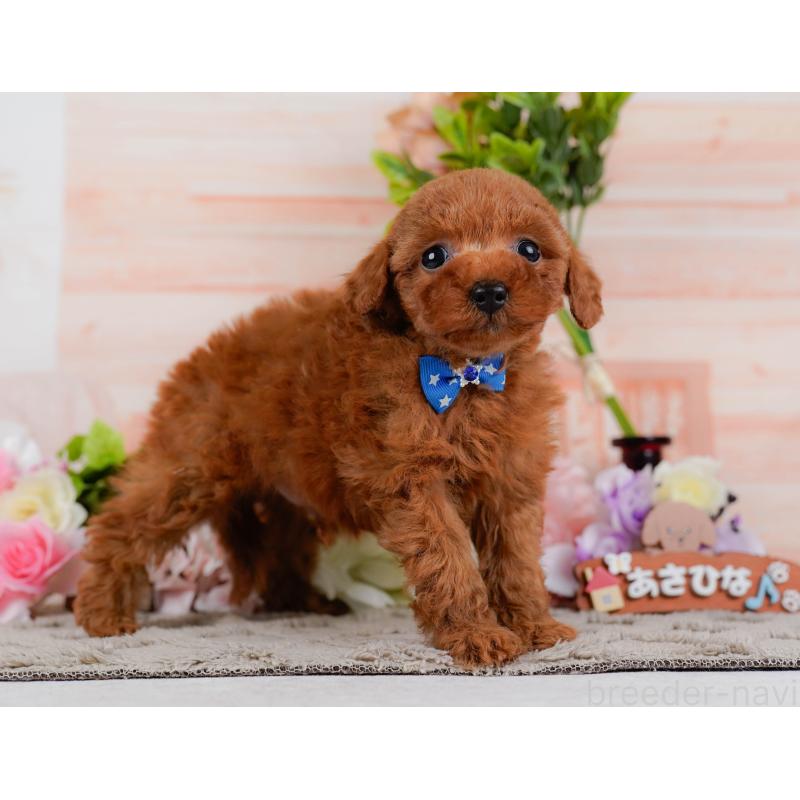 販売中の神奈川県のタイニープードル-451246の13枚目