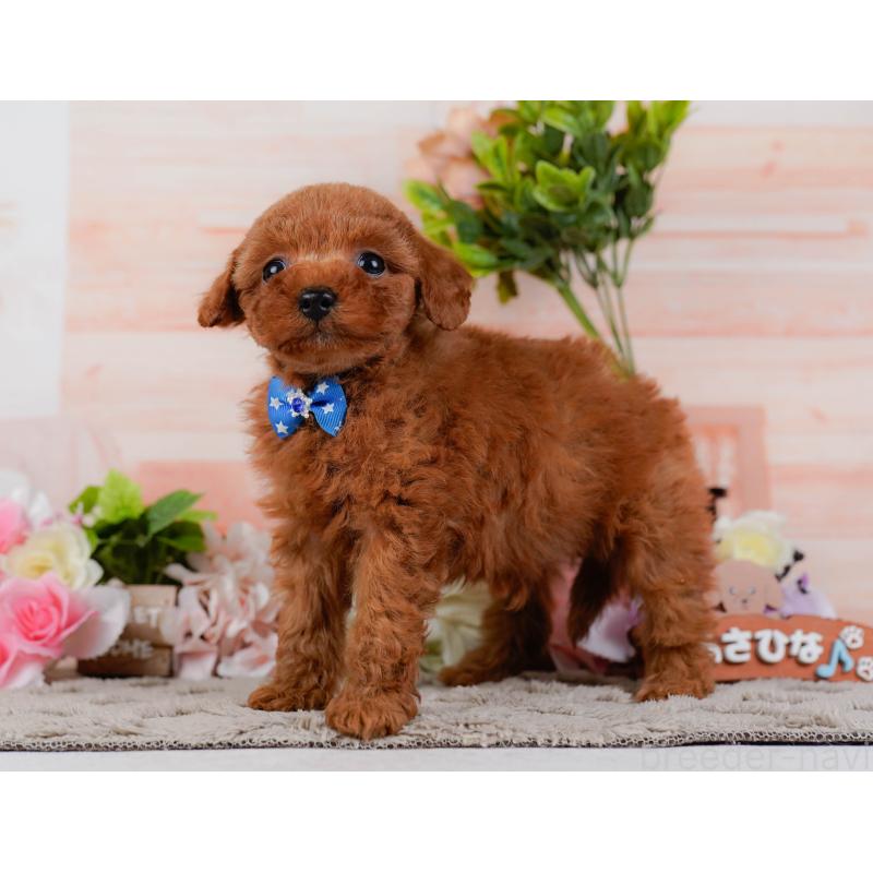 販売中の神奈川県のタイニープードル-451246の11枚目