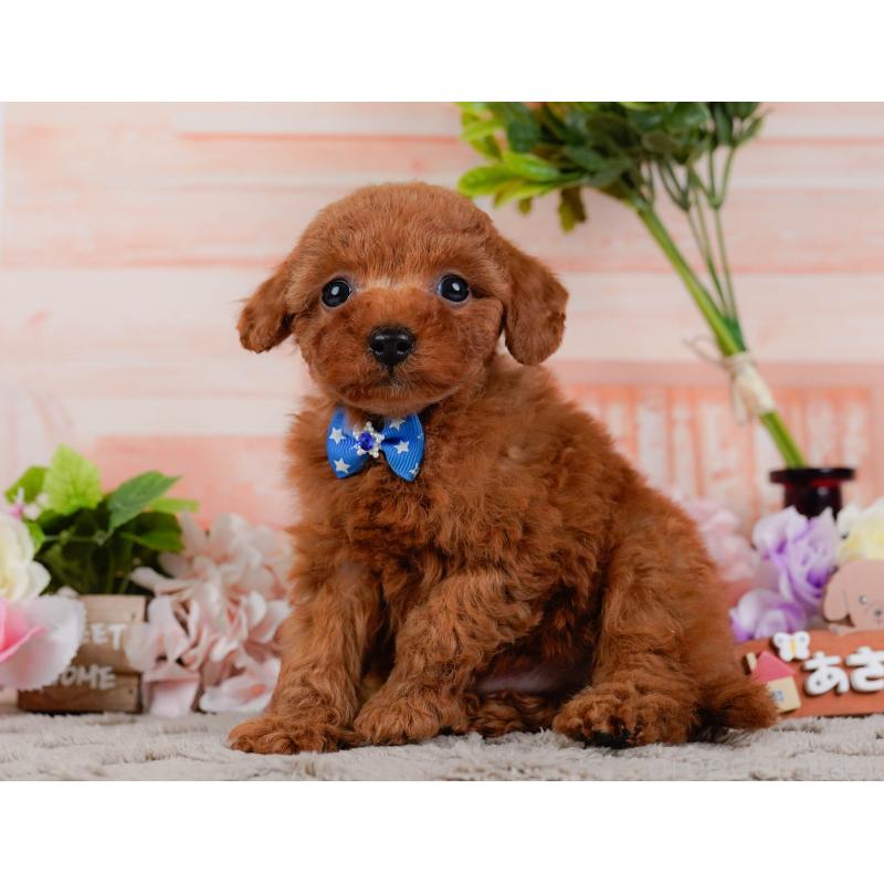 販売中の神奈川県のタイニープードル-451246の10枚目