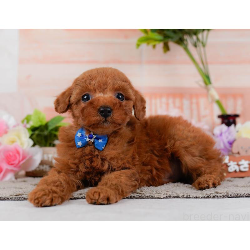 販売中の神奈川県のタイニープードル-451246の9枚目