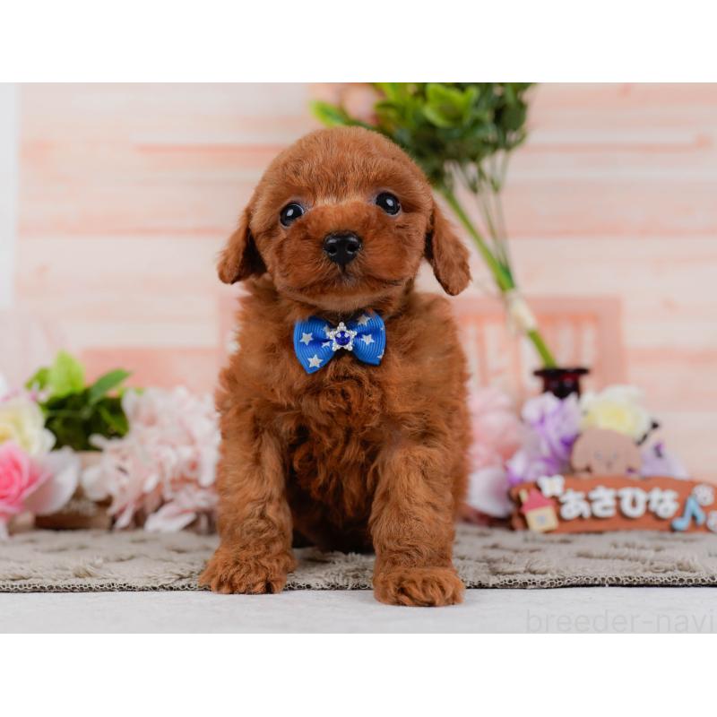 販売中の神奈川県のタイニープードル-451246の8枚目