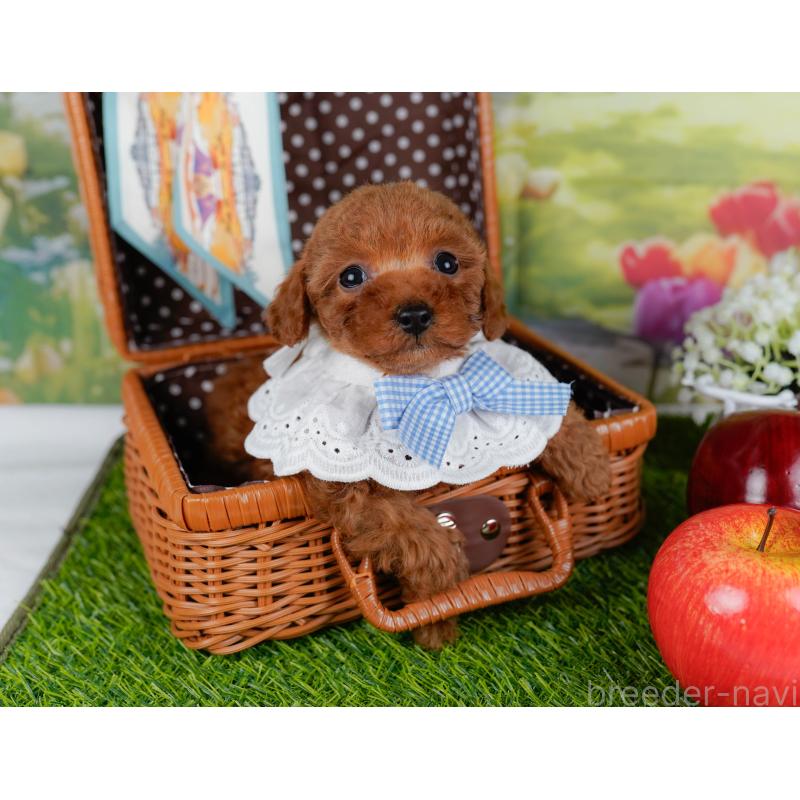 販売中の神奈川県のタイニープードル-451246の7枚目