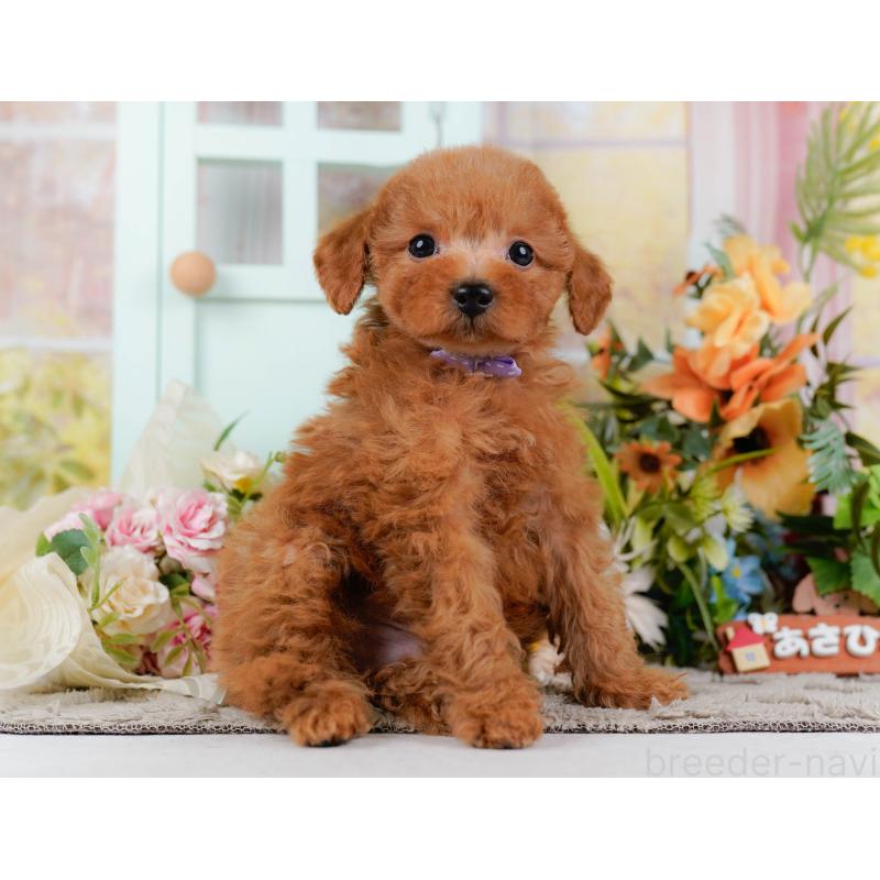 販売中の神奈川県のトイプードル-451249の14枚目