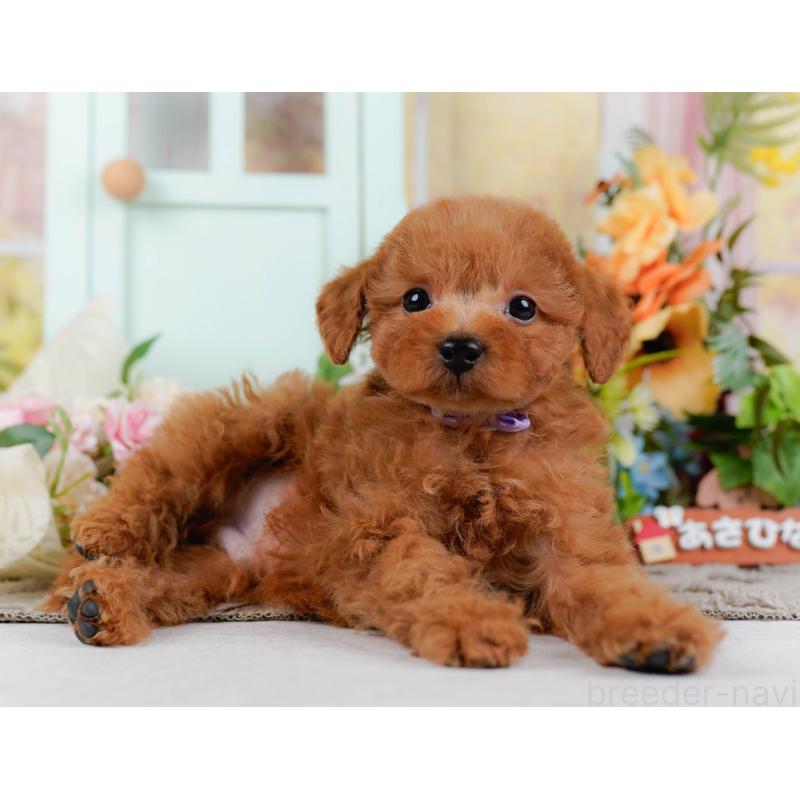 販売中の神奈川県のトイプードル-451249の13枚目