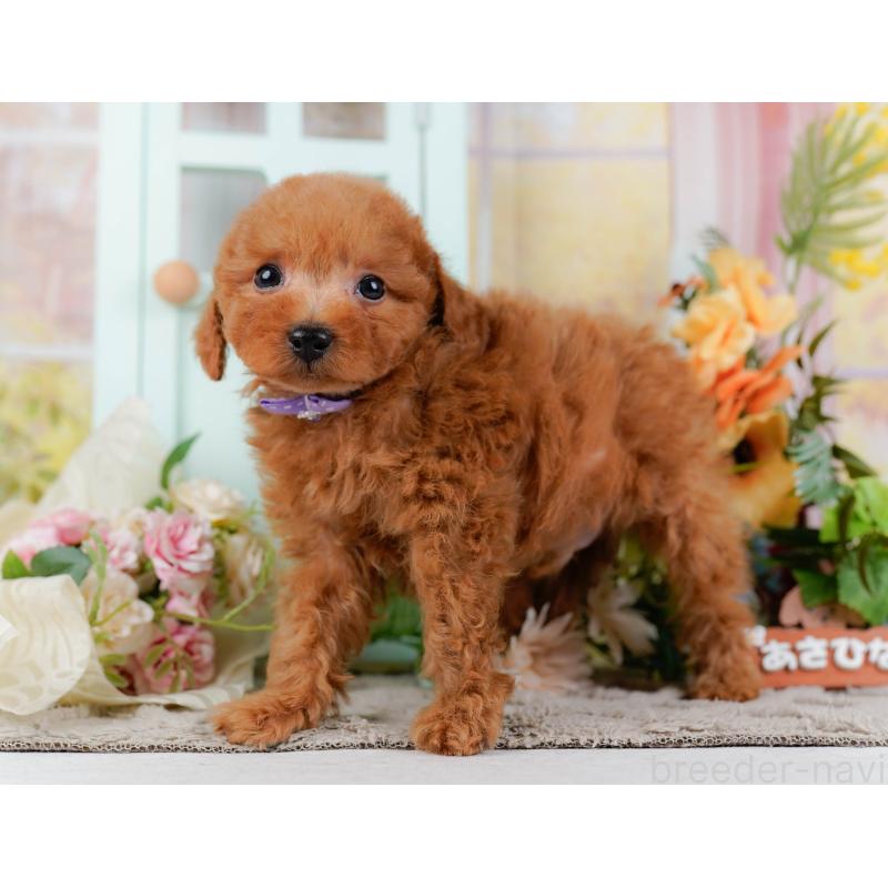 販売中の神奈川県のトイプードル-451249の12枚目