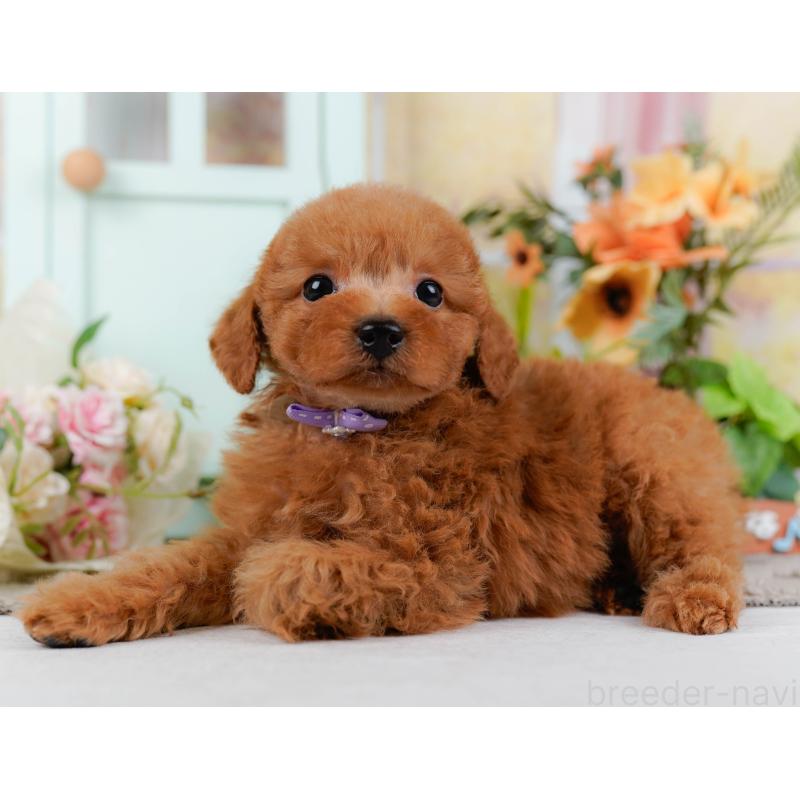 販売中の神奈川県のトイプードル-451249の11枚目