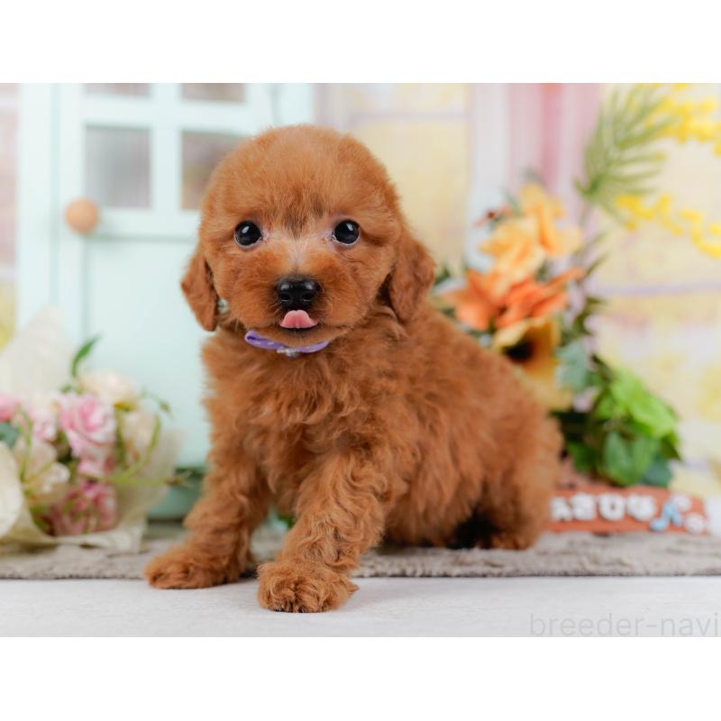 販売中の神奈川県のトイプードル-451249の10枚目