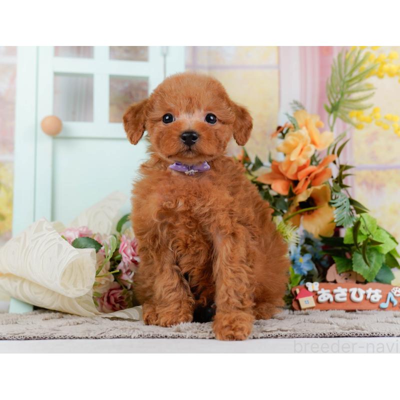 販売中の神奈川県のトイプードル-451249の8枚目