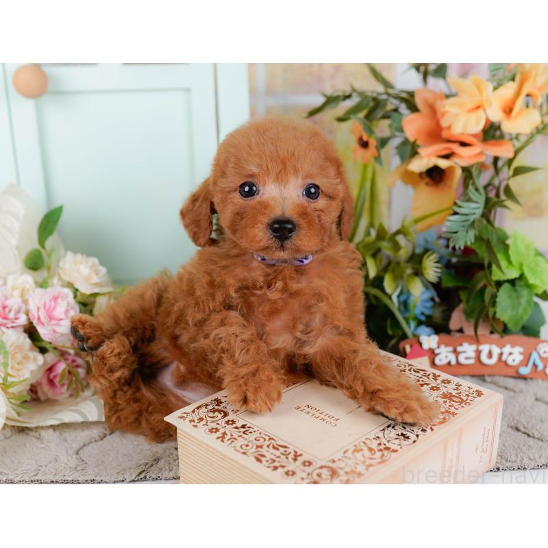 販売中の神奈川県のトイプードル-451249の9枚目