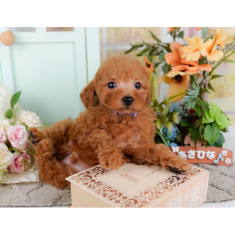 販売中の神奈川県のトイプードル-451249の7枚目