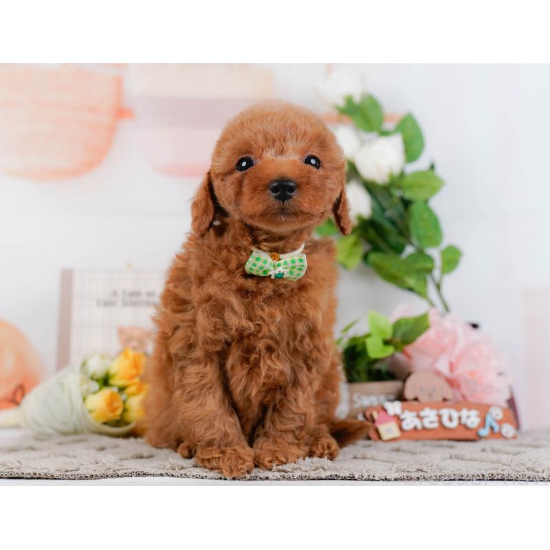 販売中の神奈川県のトイプードル-451255の15枚目