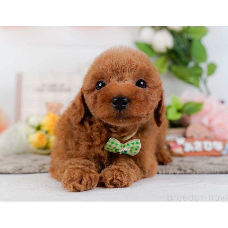 販売中の神奈川県のトイプードル-451255の14枚目