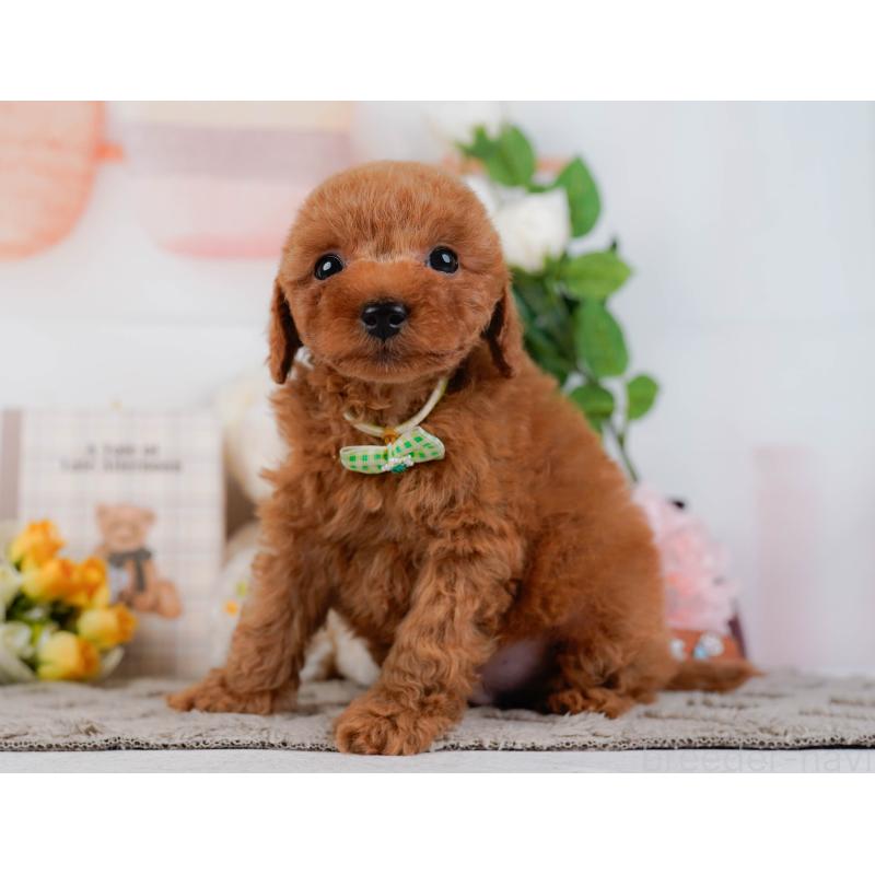 販売中の神奈川県のトイプードル-451255の12枚目