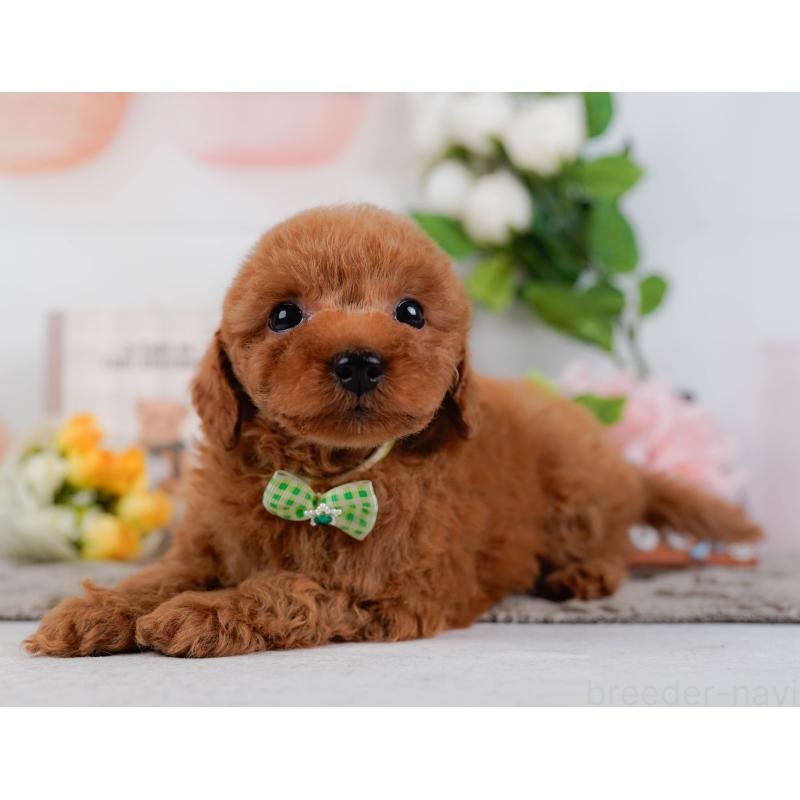 販売中の神奈川県のトイプードル-451255の11枚目