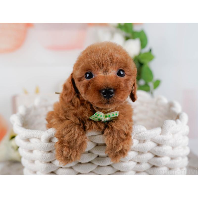 販売中の神奈川県のトイプードル-451255の10枚目