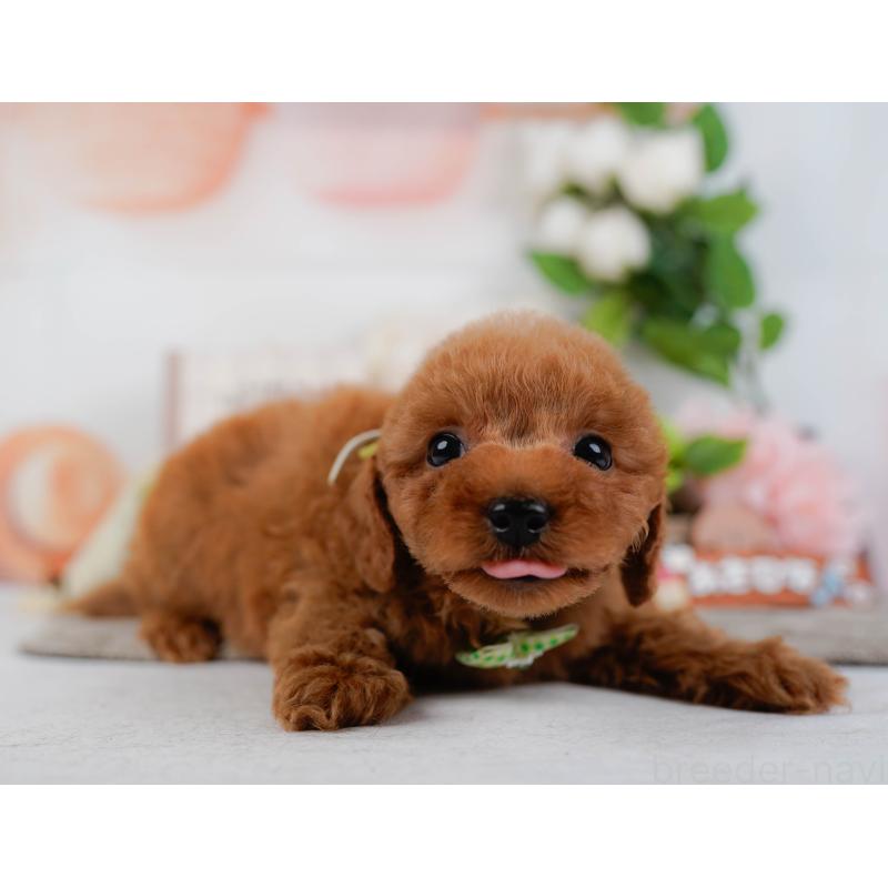 販売中の神奈川県のトイプードル-451255の9枚目