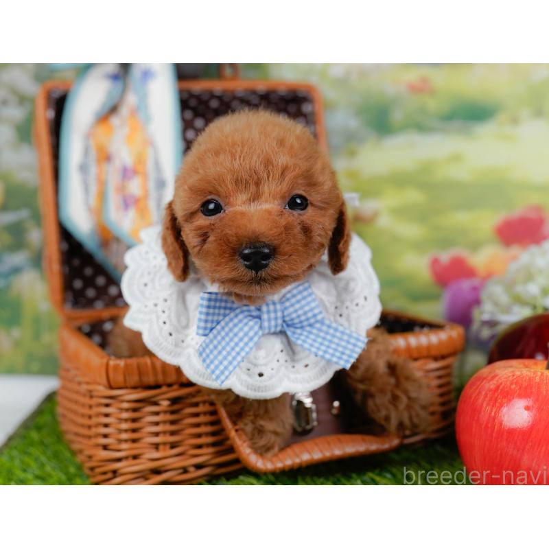 販売中の神奈川県のトイプードル-451255の7枚目