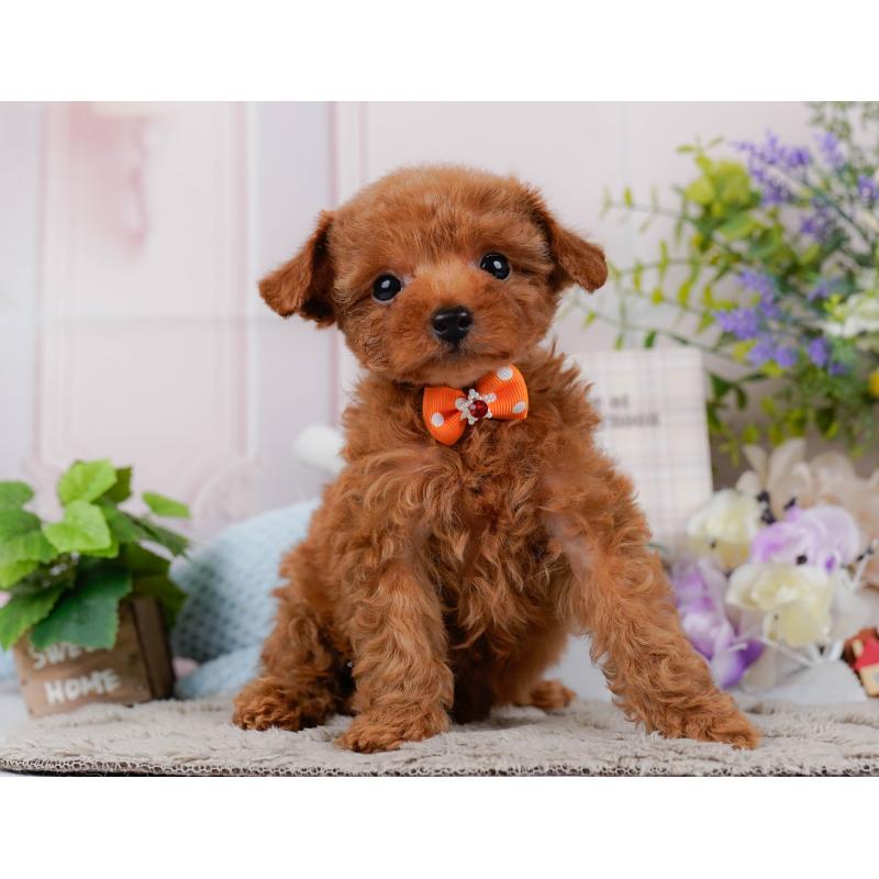 販売中の神奈川県のタイニープードル-451260の15枚目