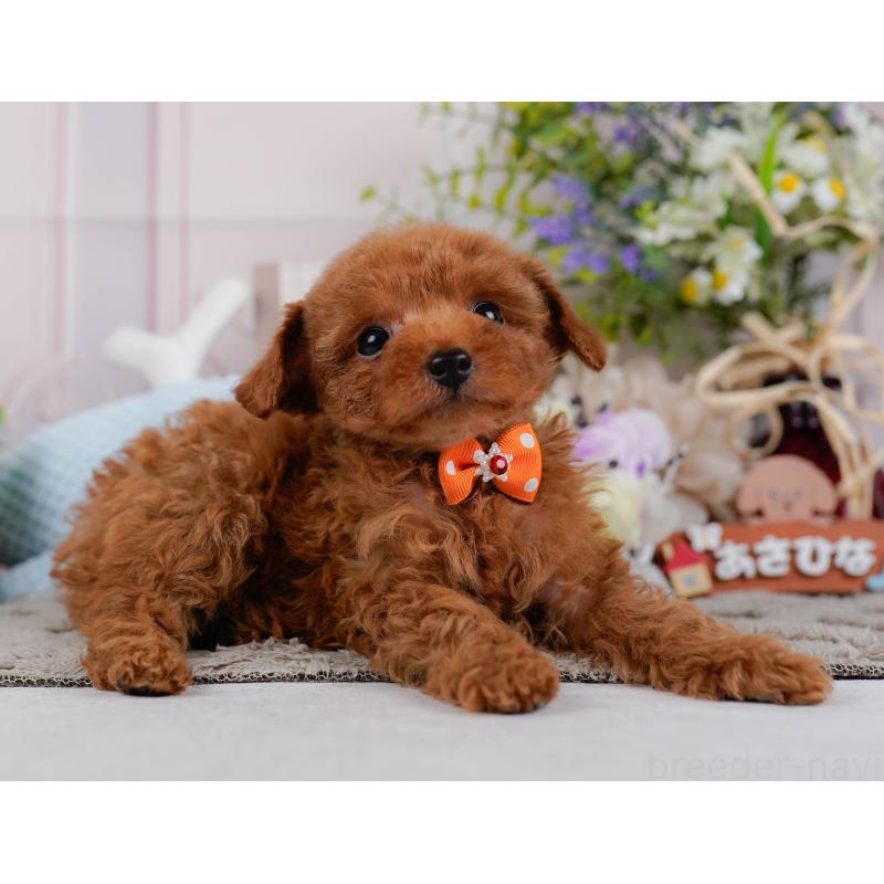 販売中の神奈川県のタイニープードル-451260の13枚目