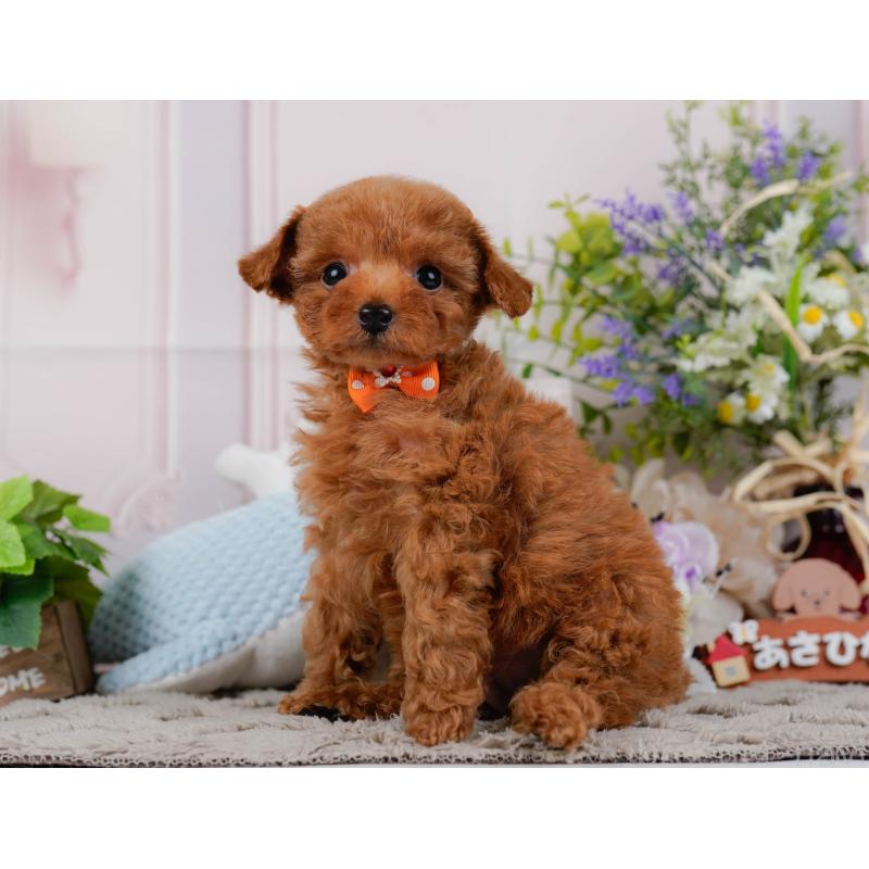 販売中の神奈川県のタイニープードル-451260の12枚目