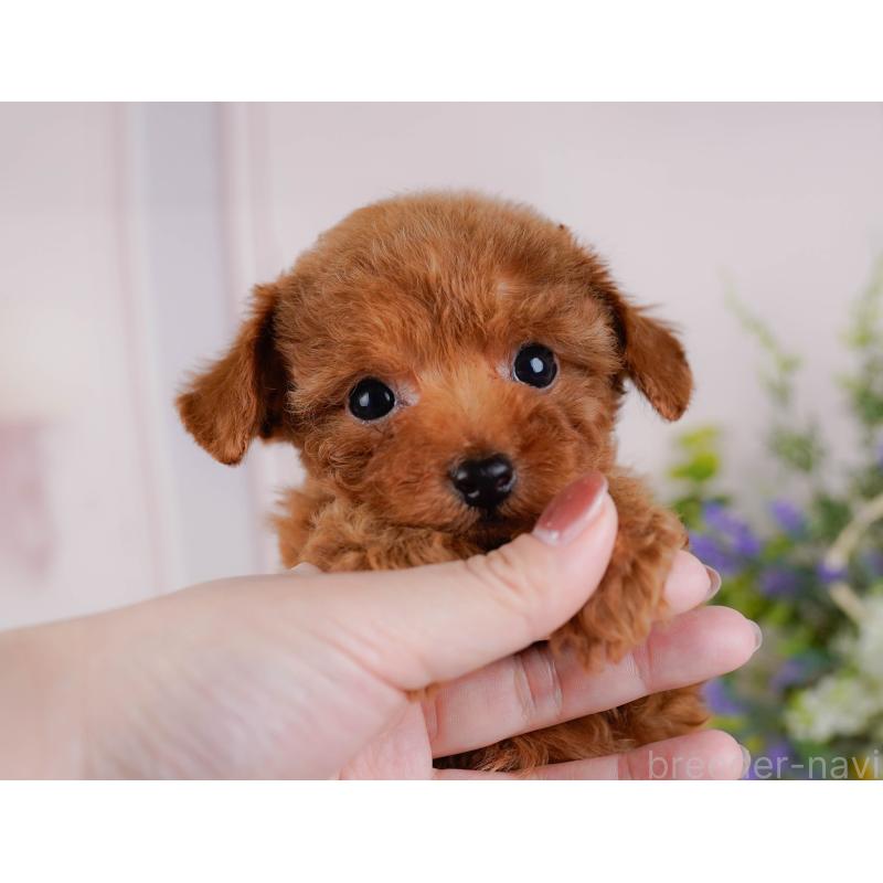 販売中の神奈川県のタイニープードル-451260の9枚目
