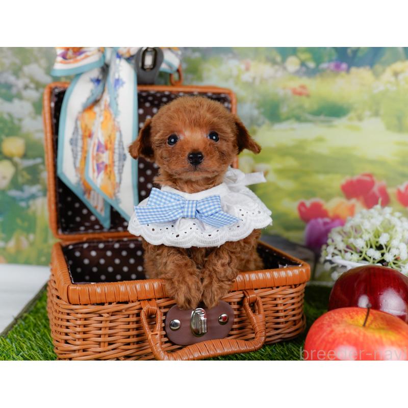 販売中の神奈川県のタイニープードル-451260の7枚目