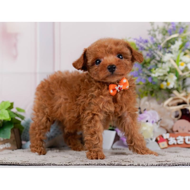 販売中の神奈川県のタイニープードル-451260の6枚目