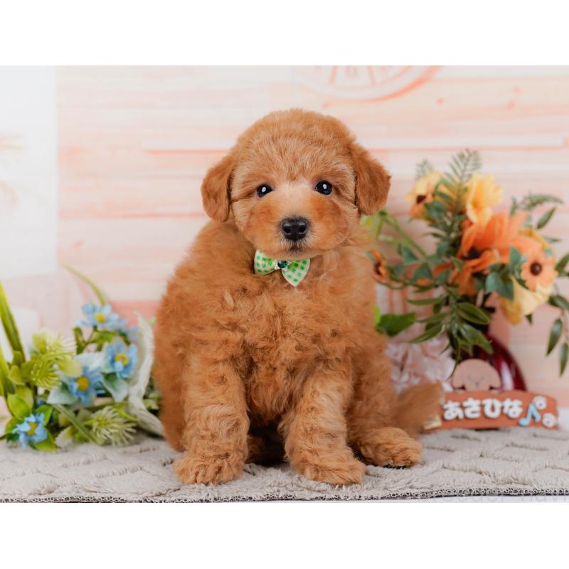 販売中の神奈川県のトイプードル-451240の16枚目