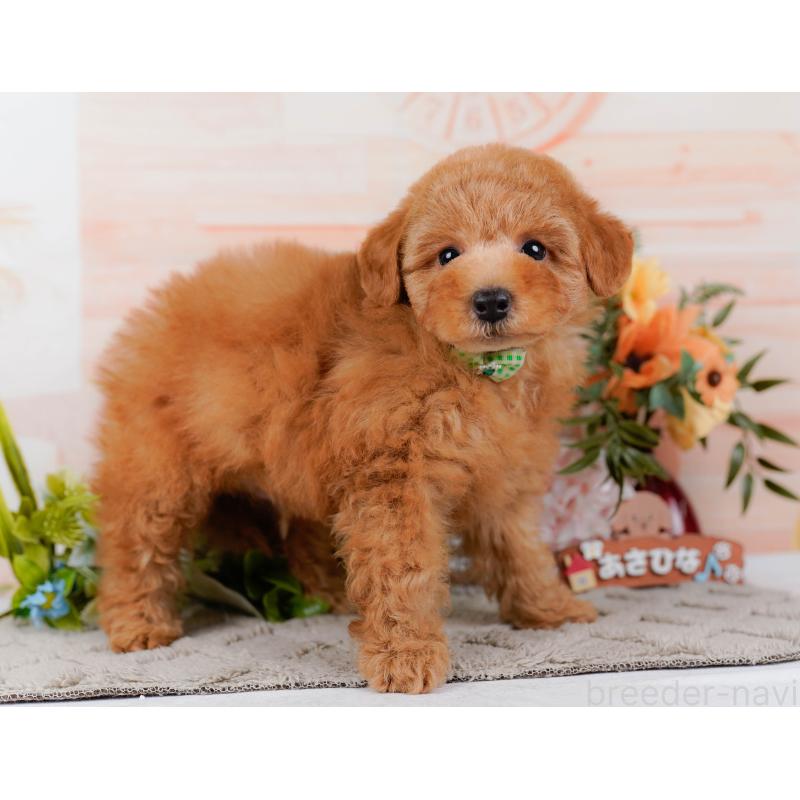 販売中の神奈川県のトイプードル-451240の15枚目