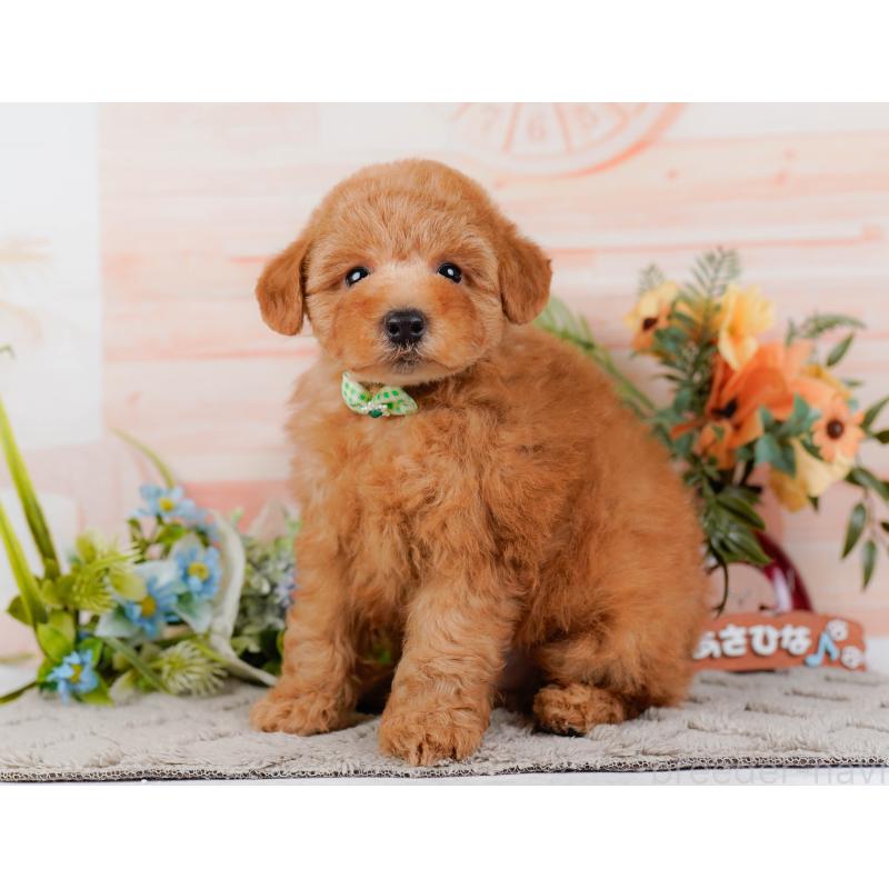 販売中の神奈川県のトイプードル-451240の13枚目