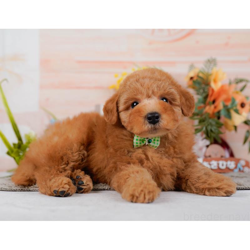 販売中の神奈川県のトイプードル-451240の12枚目