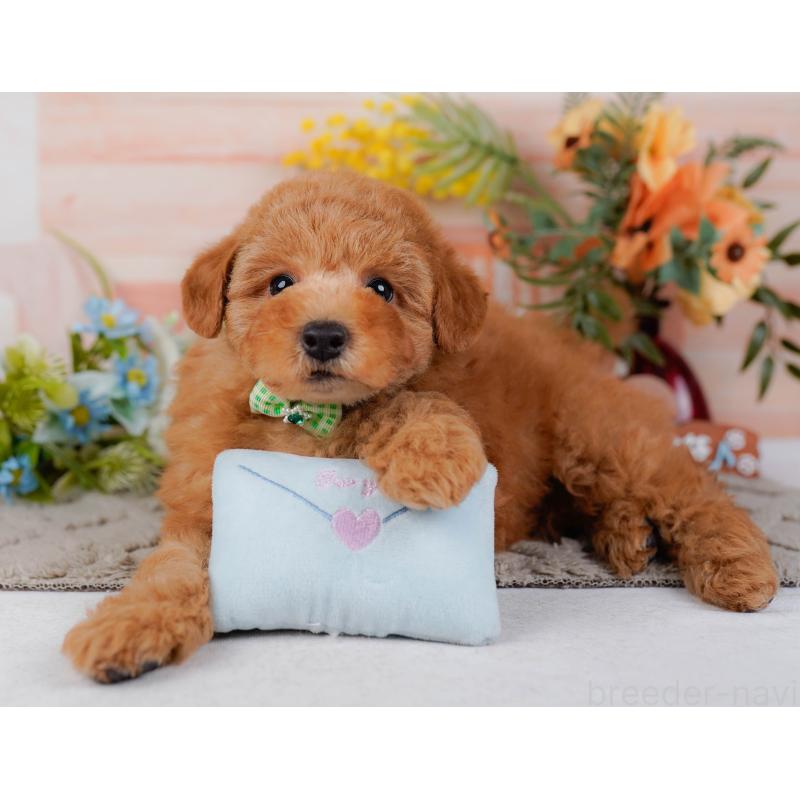 販売中の神奈川県のトイプードル-451240の11枚目